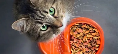 猫粮出口美国FDA注册攻略